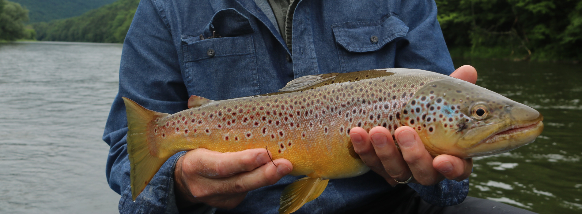 Berkshire Rivers Fly Fishing | Learn To Fly Fish, Western Massachusetts